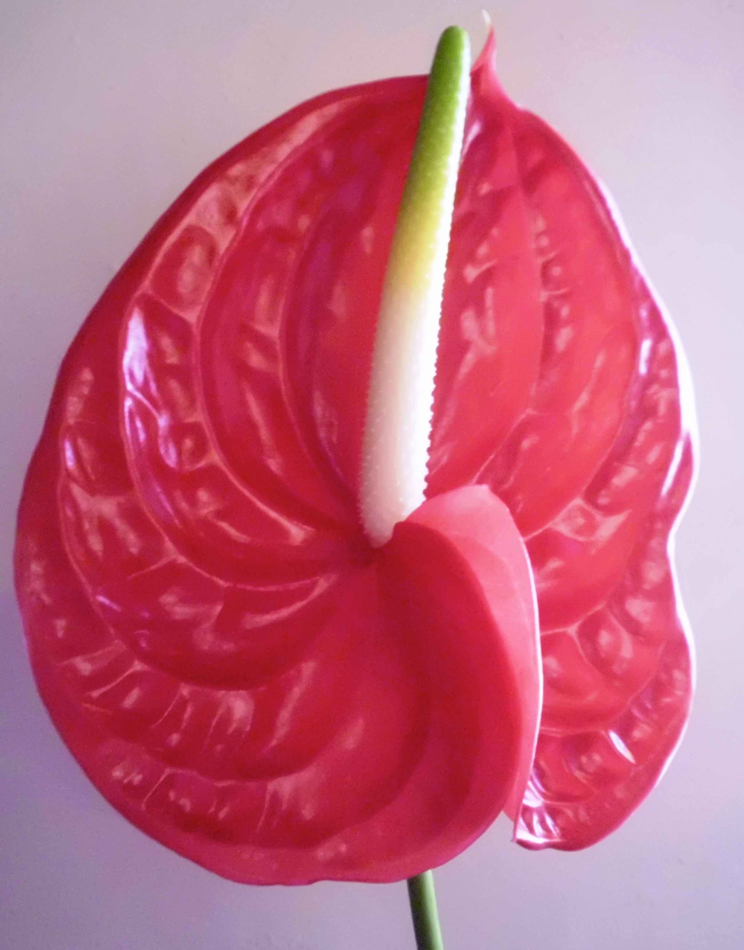 Anthurium